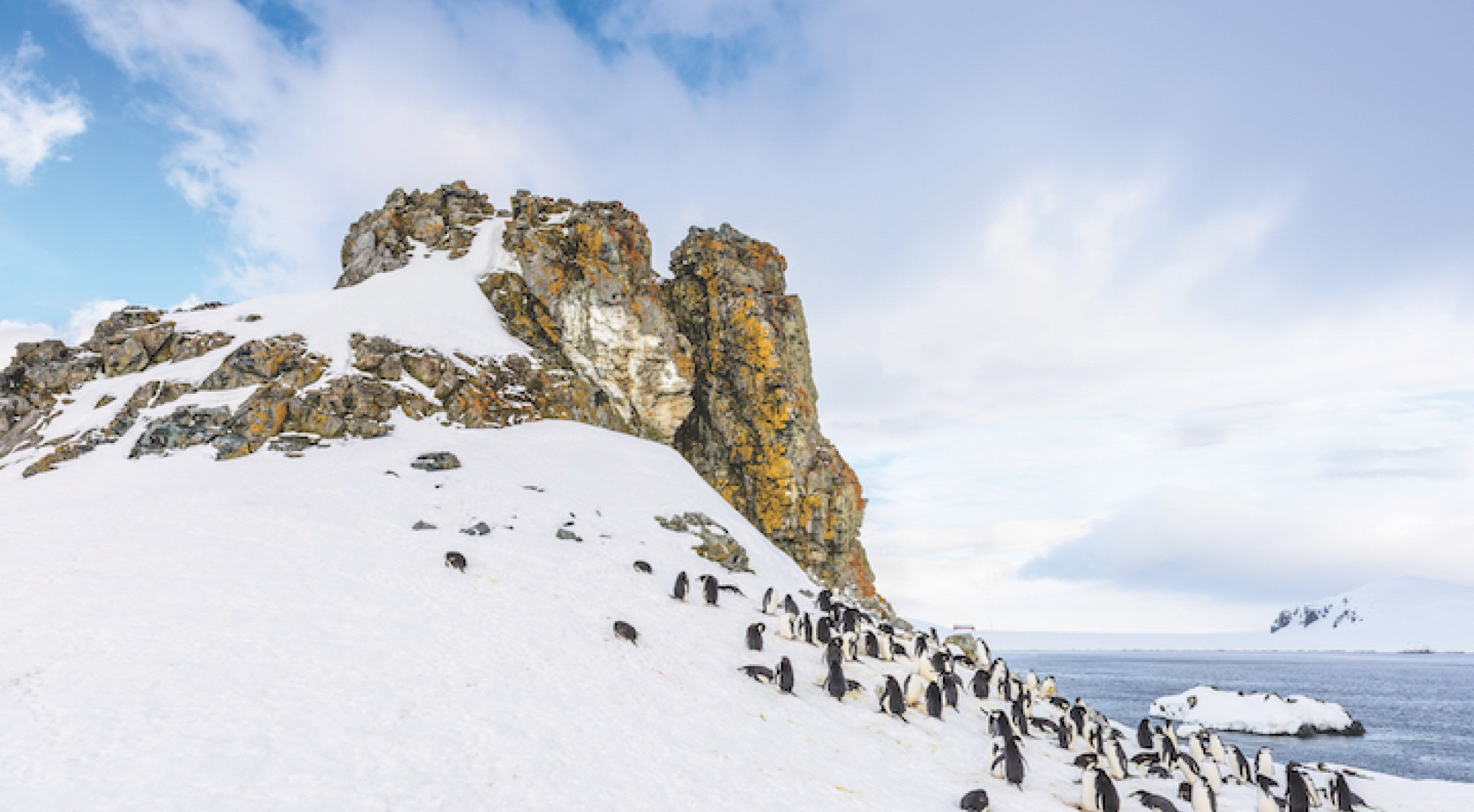 Penguins in Antarctica