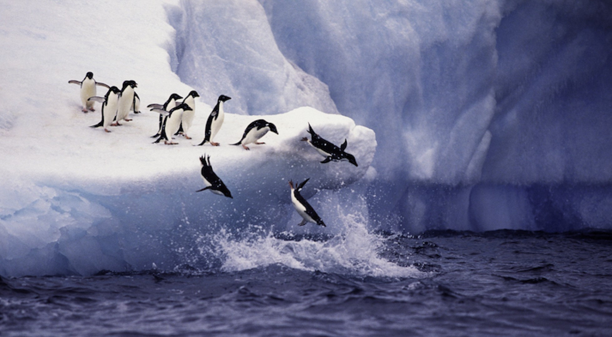 Penguins jumping from iceberg