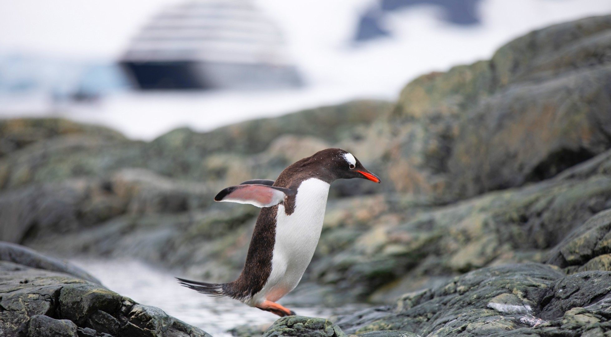 Penguin on Georges Point