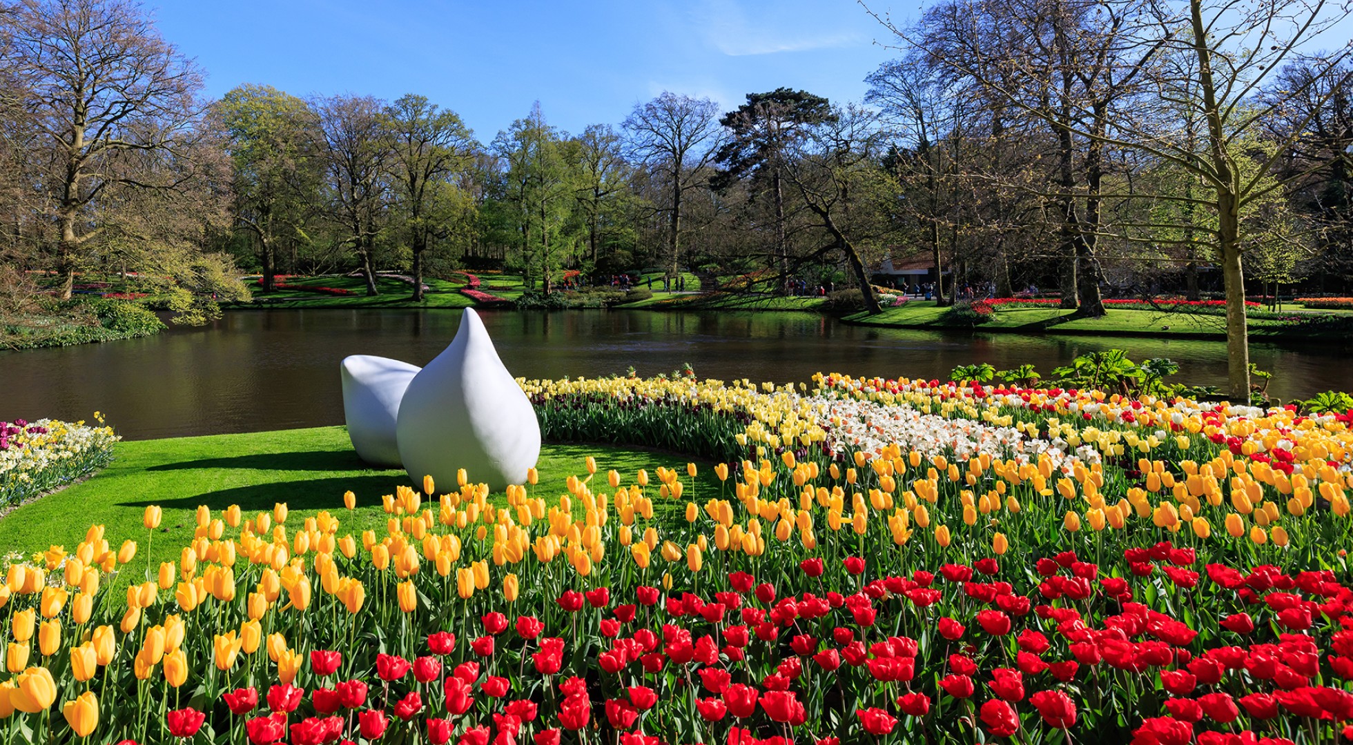 Tulips
