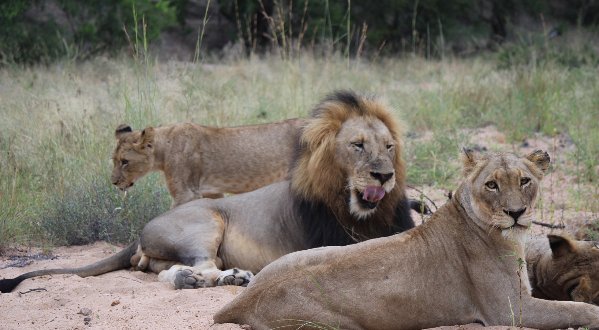 Chobe Pride