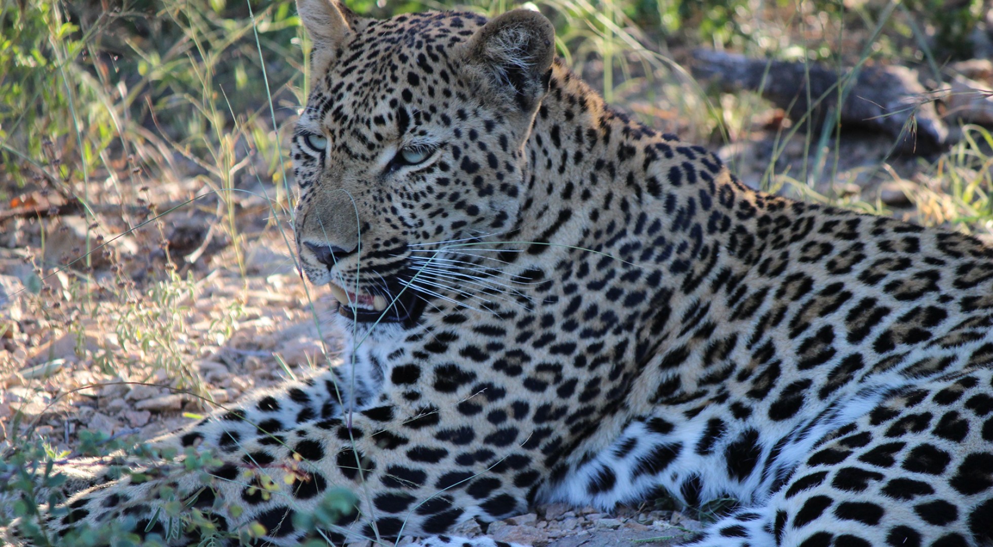 Leopard