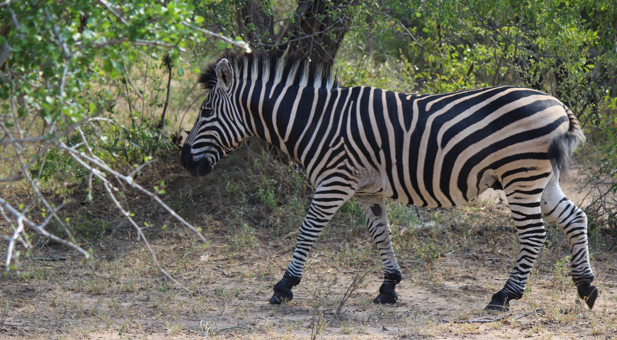 Zebra