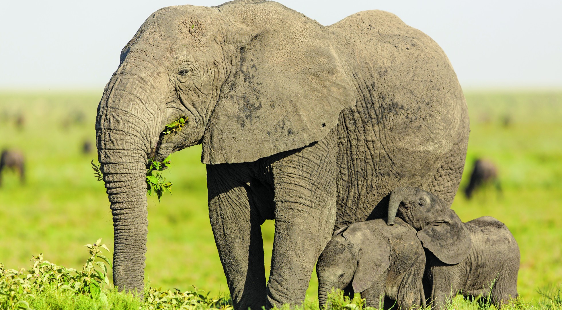 Elephant