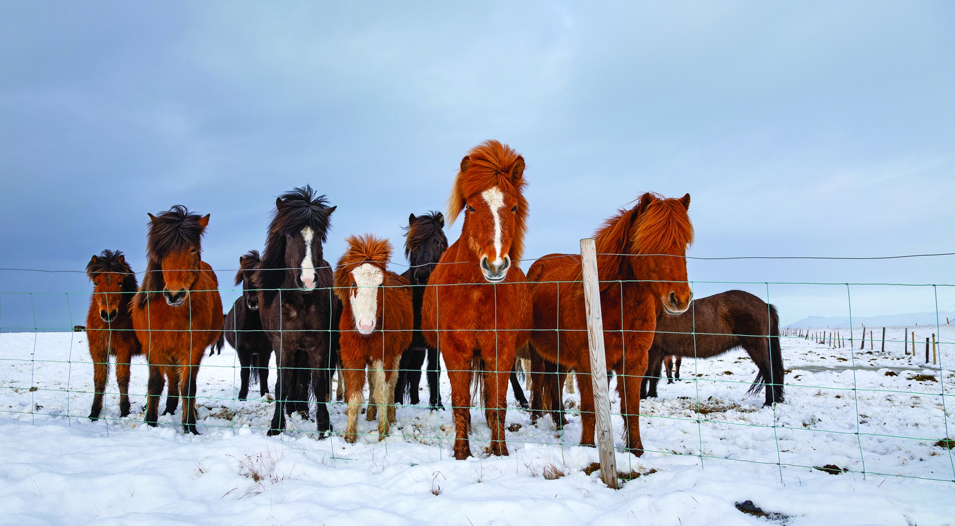 Horses_