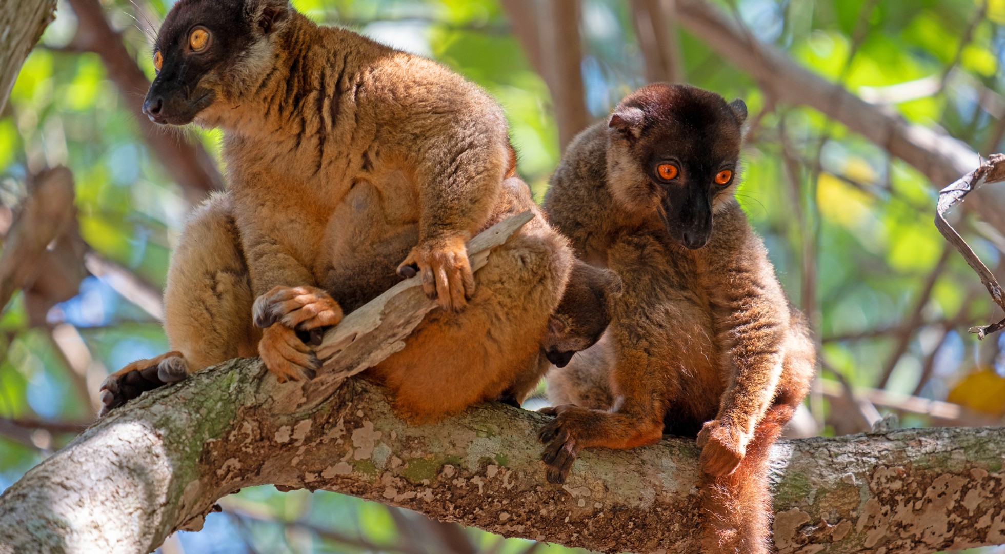 lemur