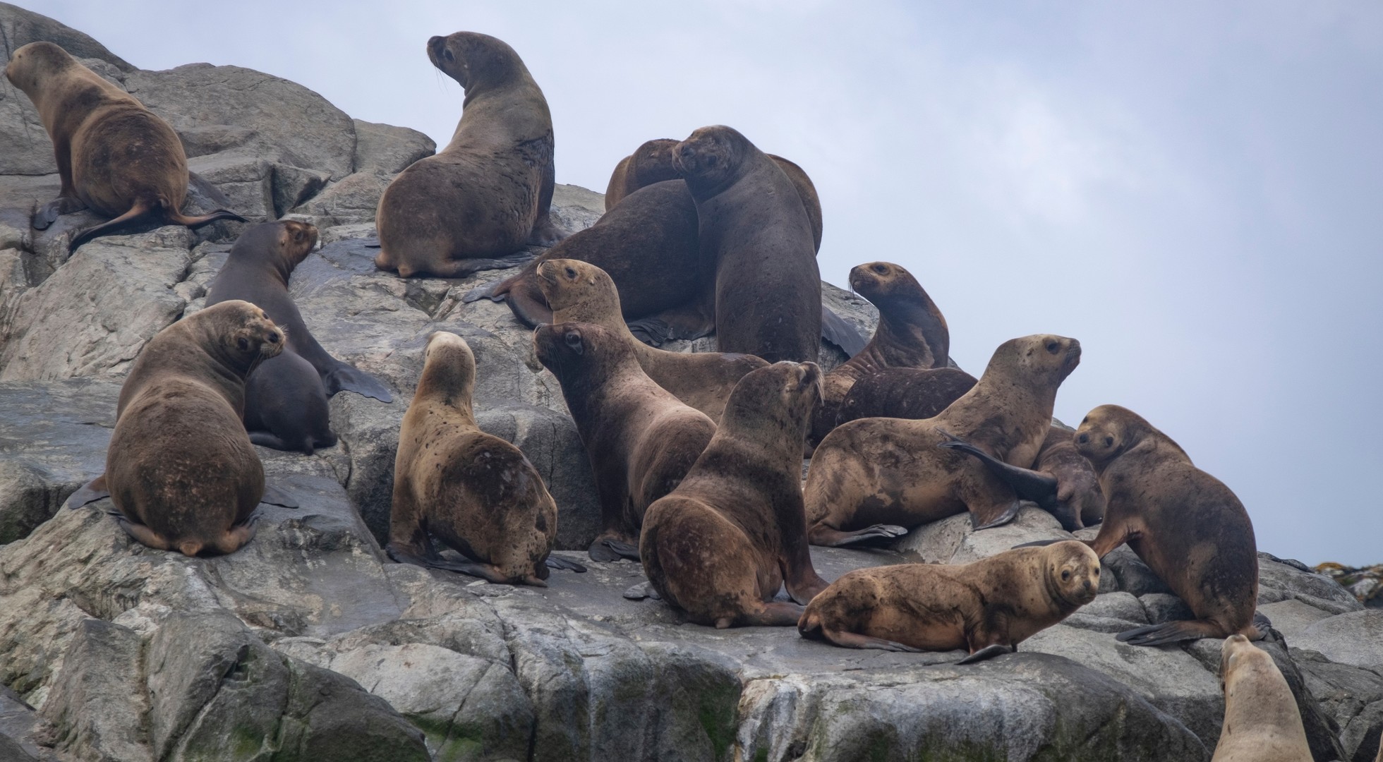 Seals