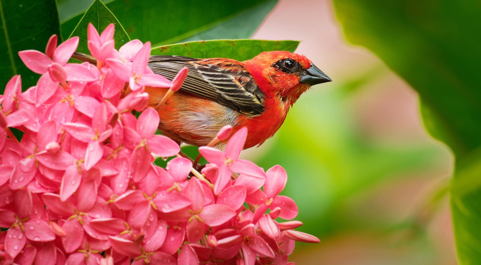 Red Fody bird
