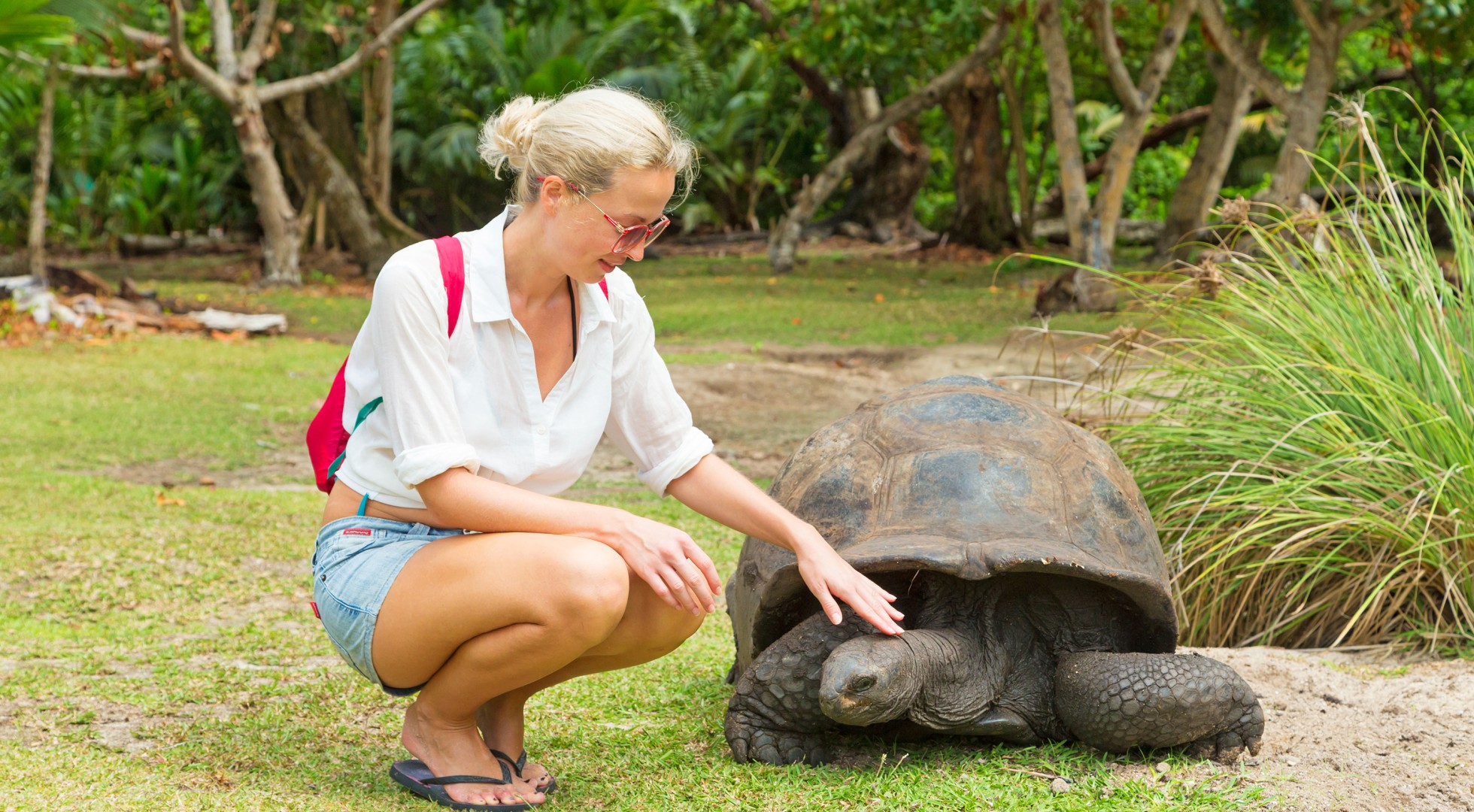 tortoises