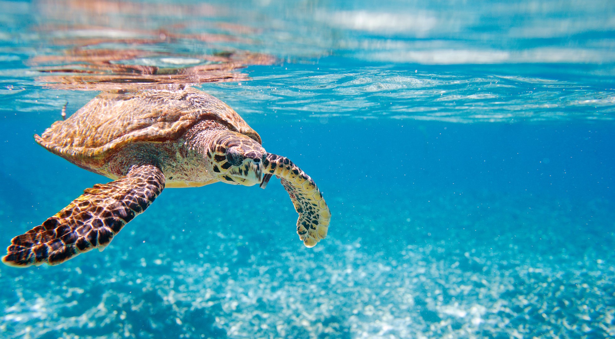 sea turtle