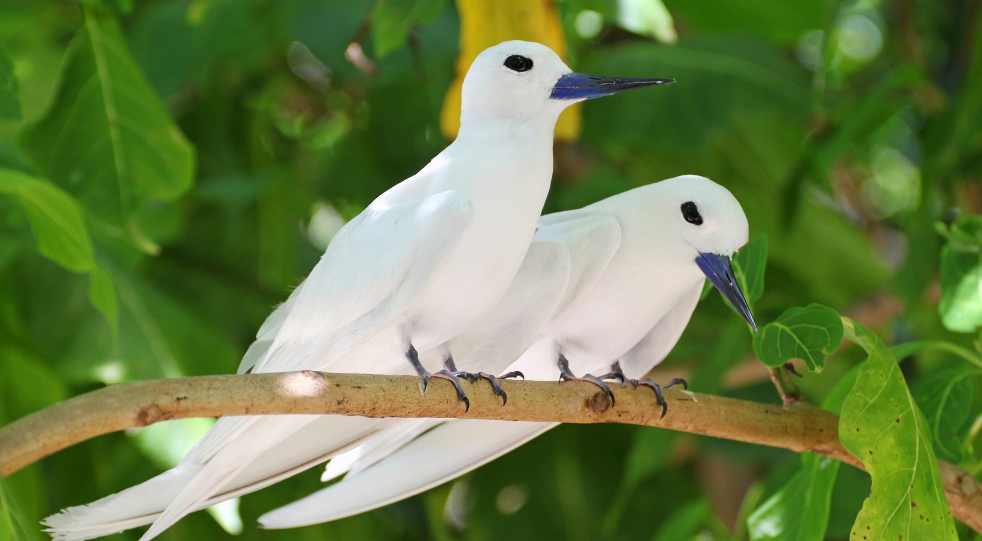 White terns
