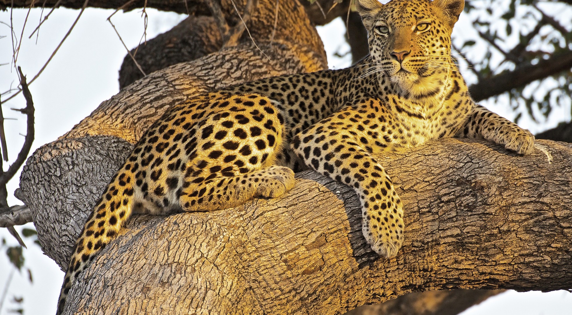 Leopards