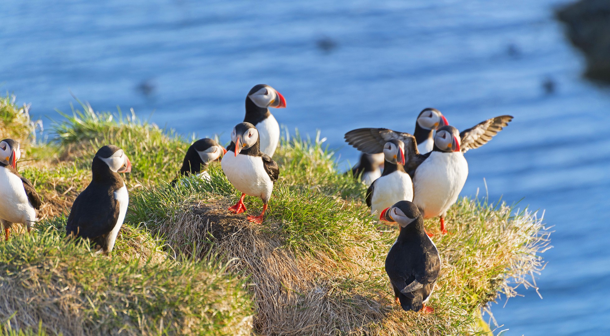 Puffins