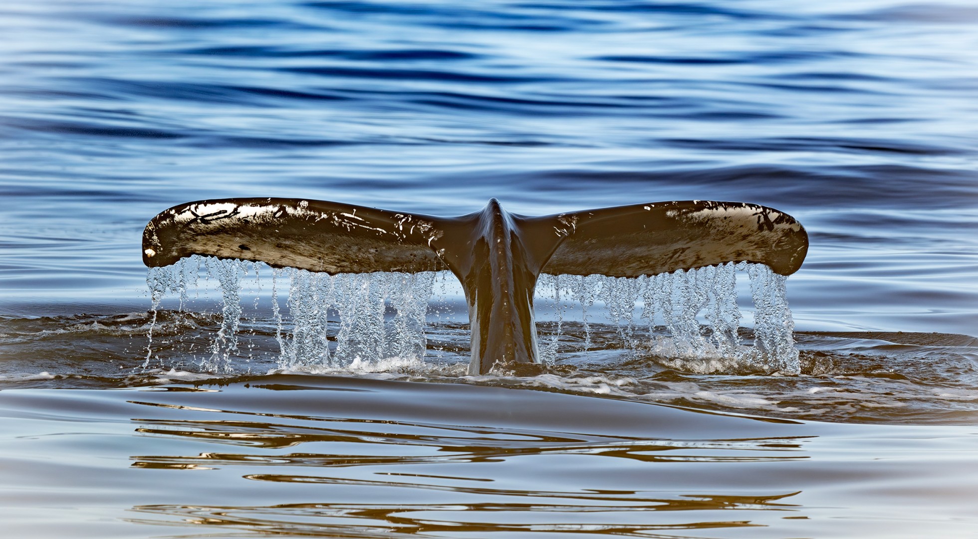 Humpback-whale_