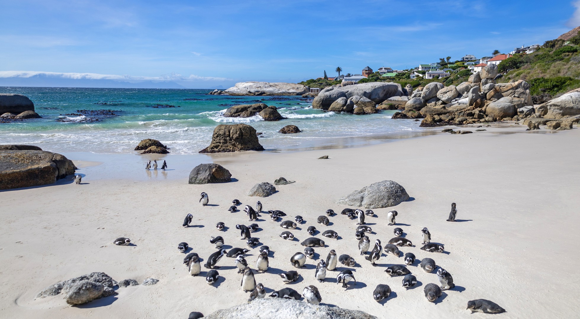 penguins
