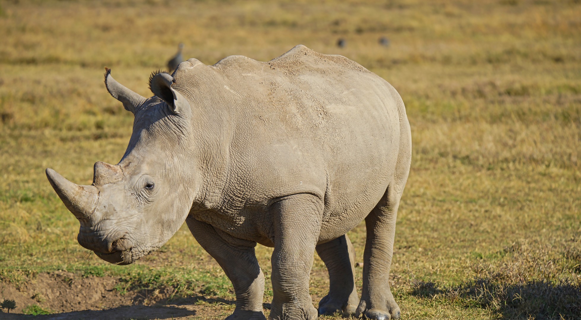 Rhinoceros