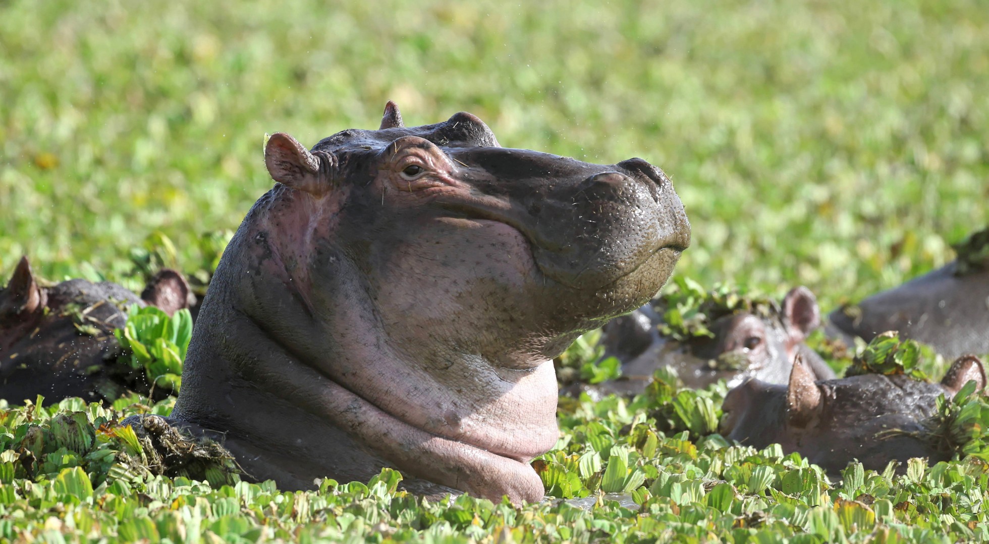 Hippopotamus