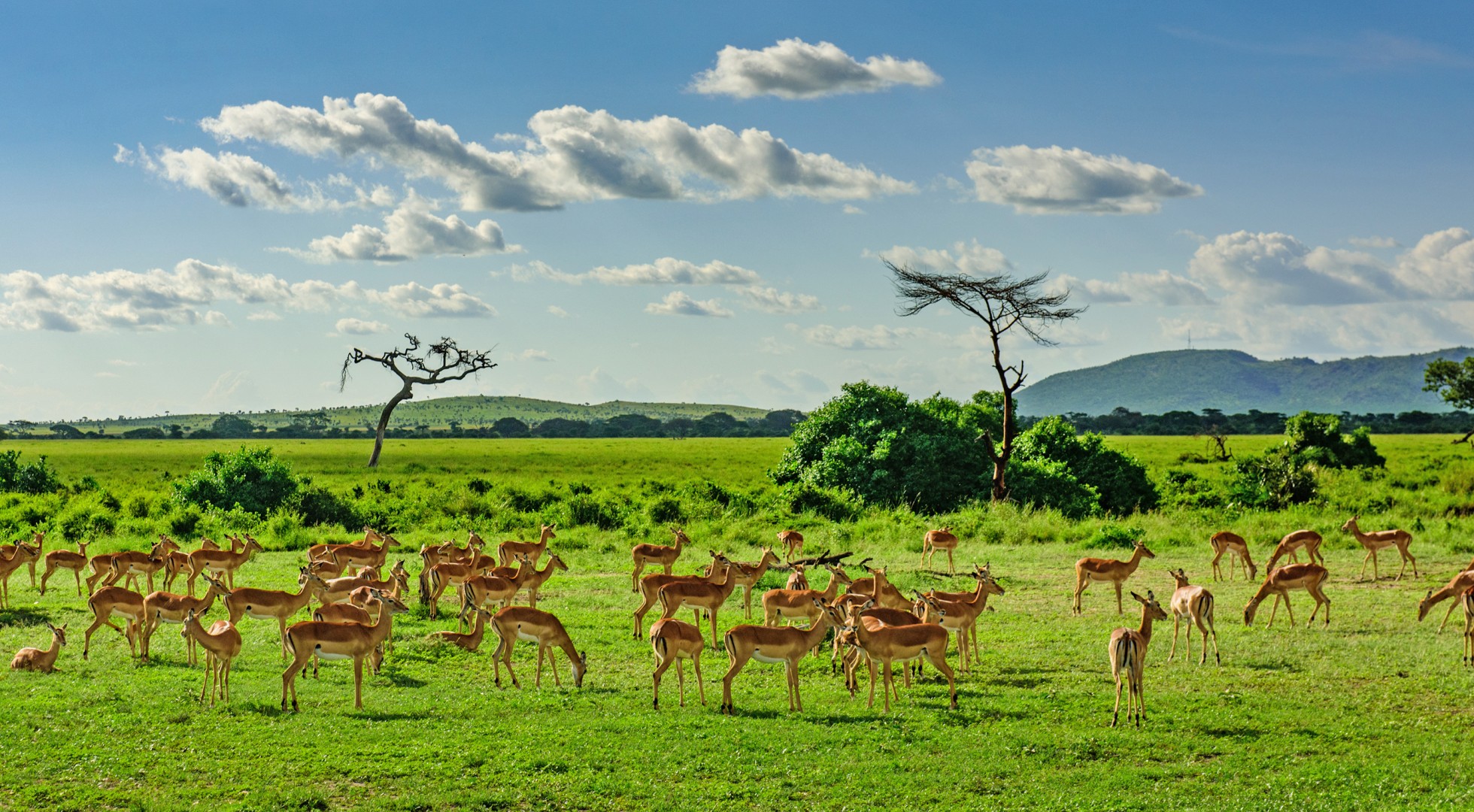 Serengeti