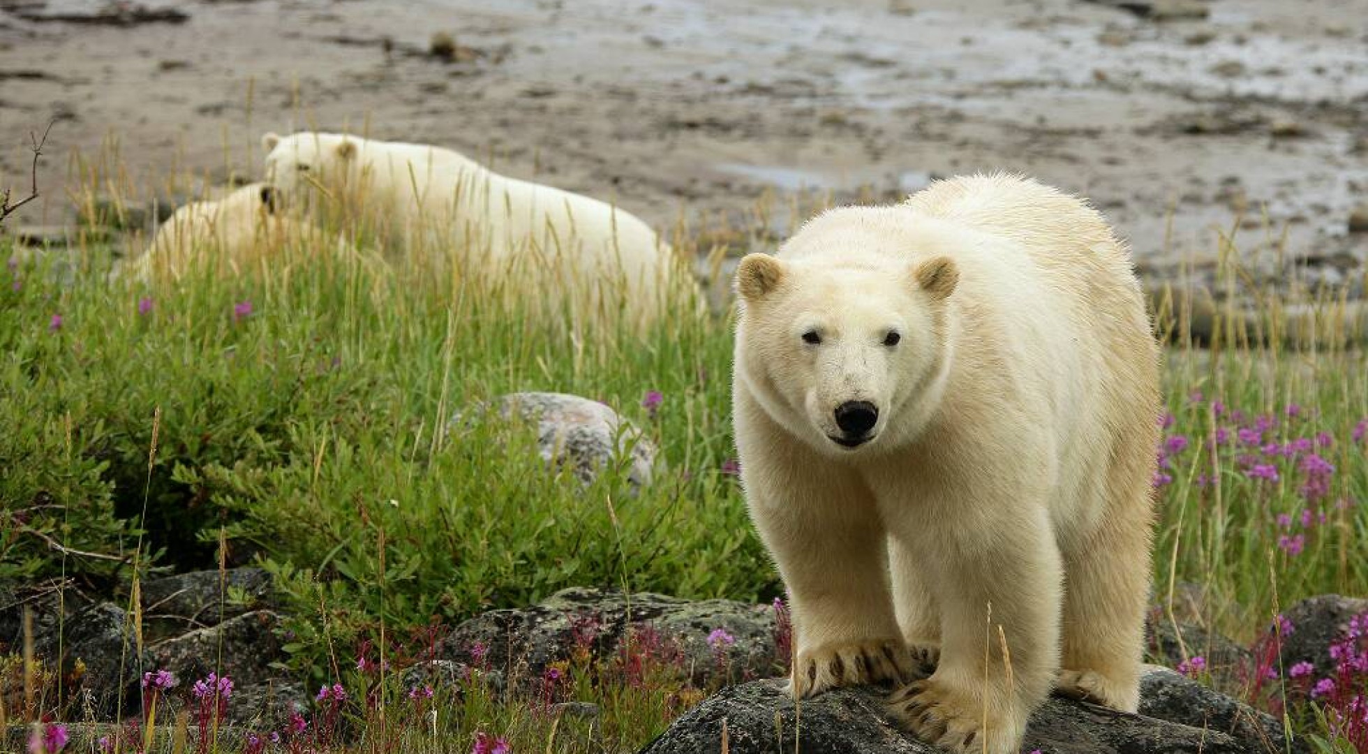 Bears on Shore
