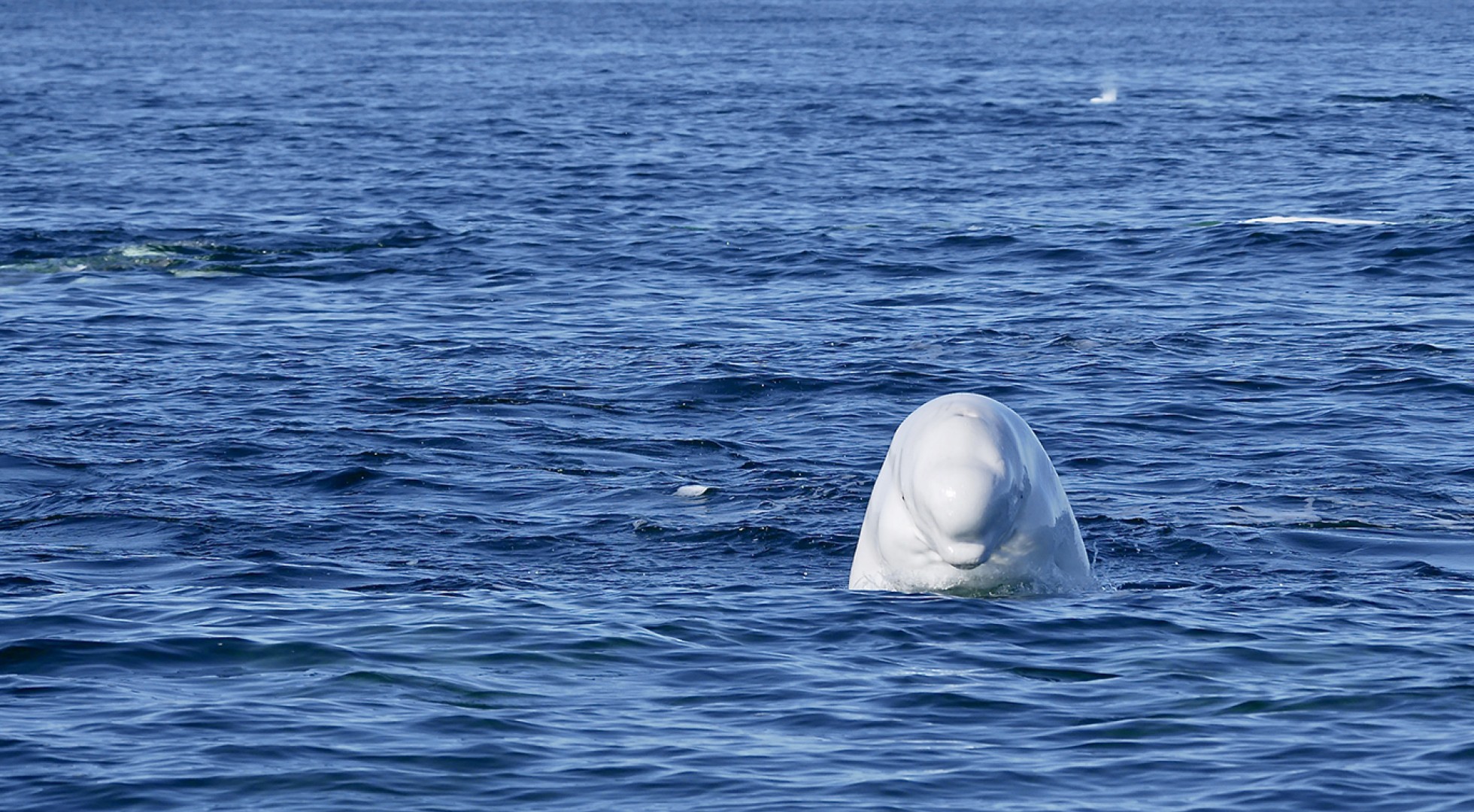 Beluga