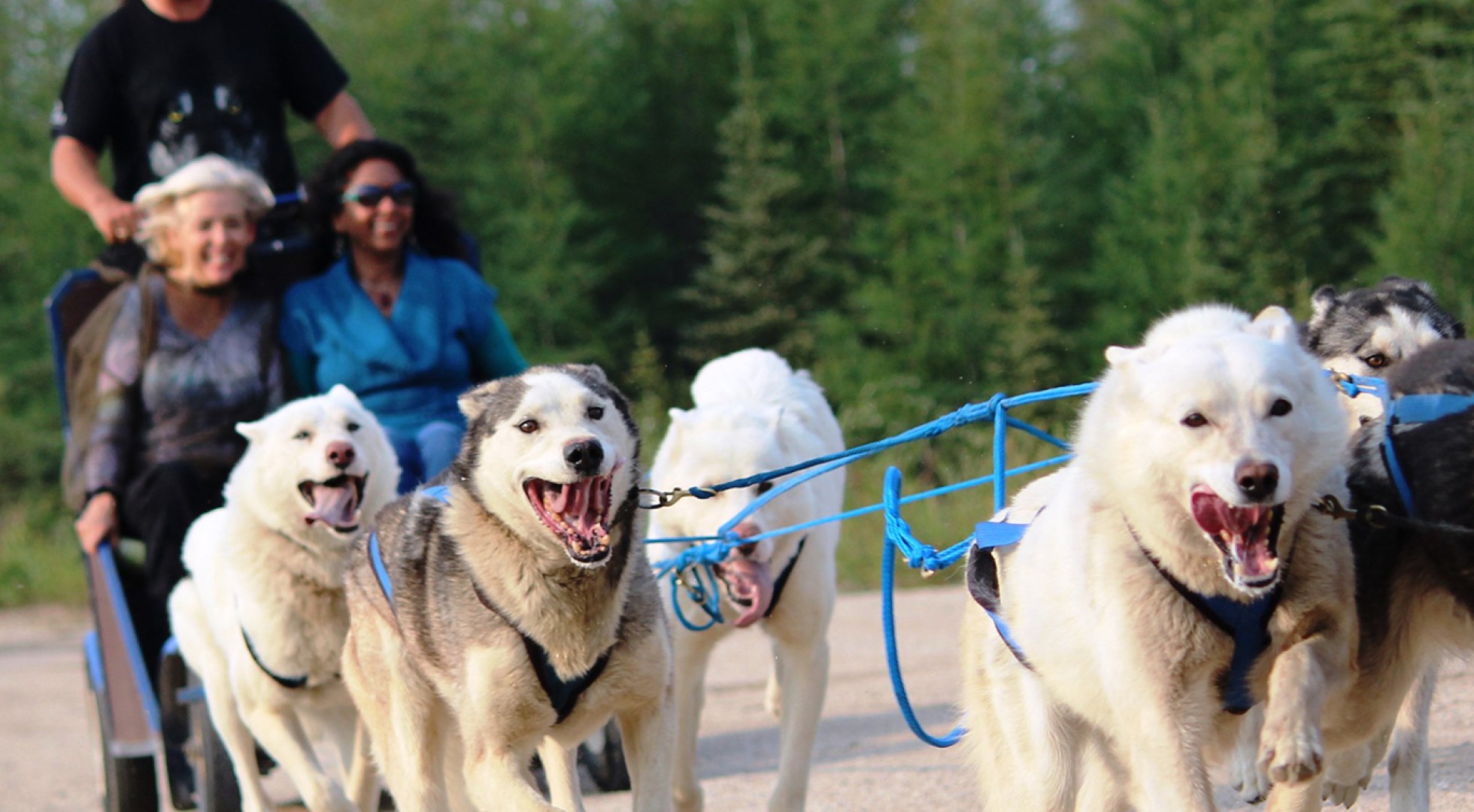 Dog Mushing