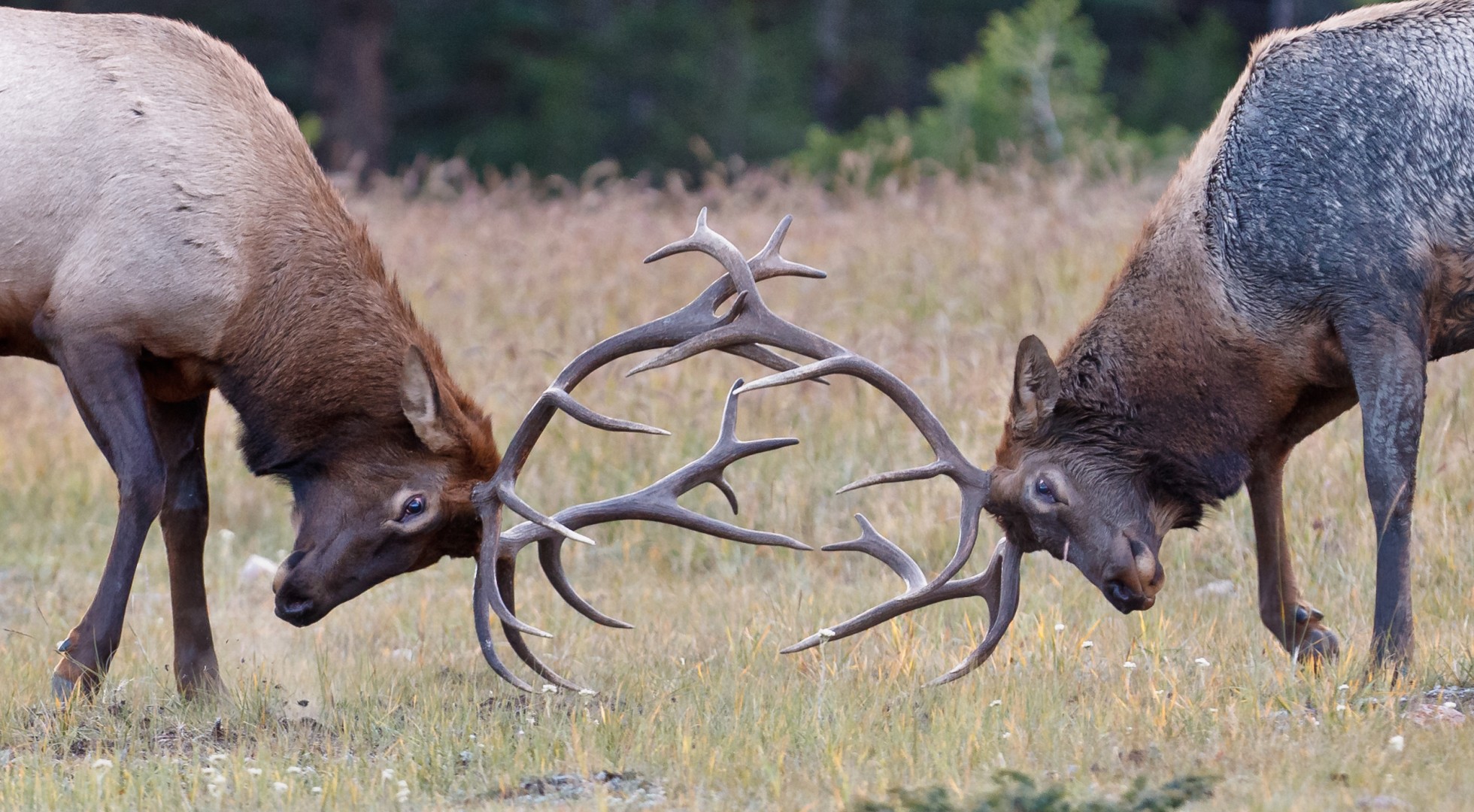 Elk