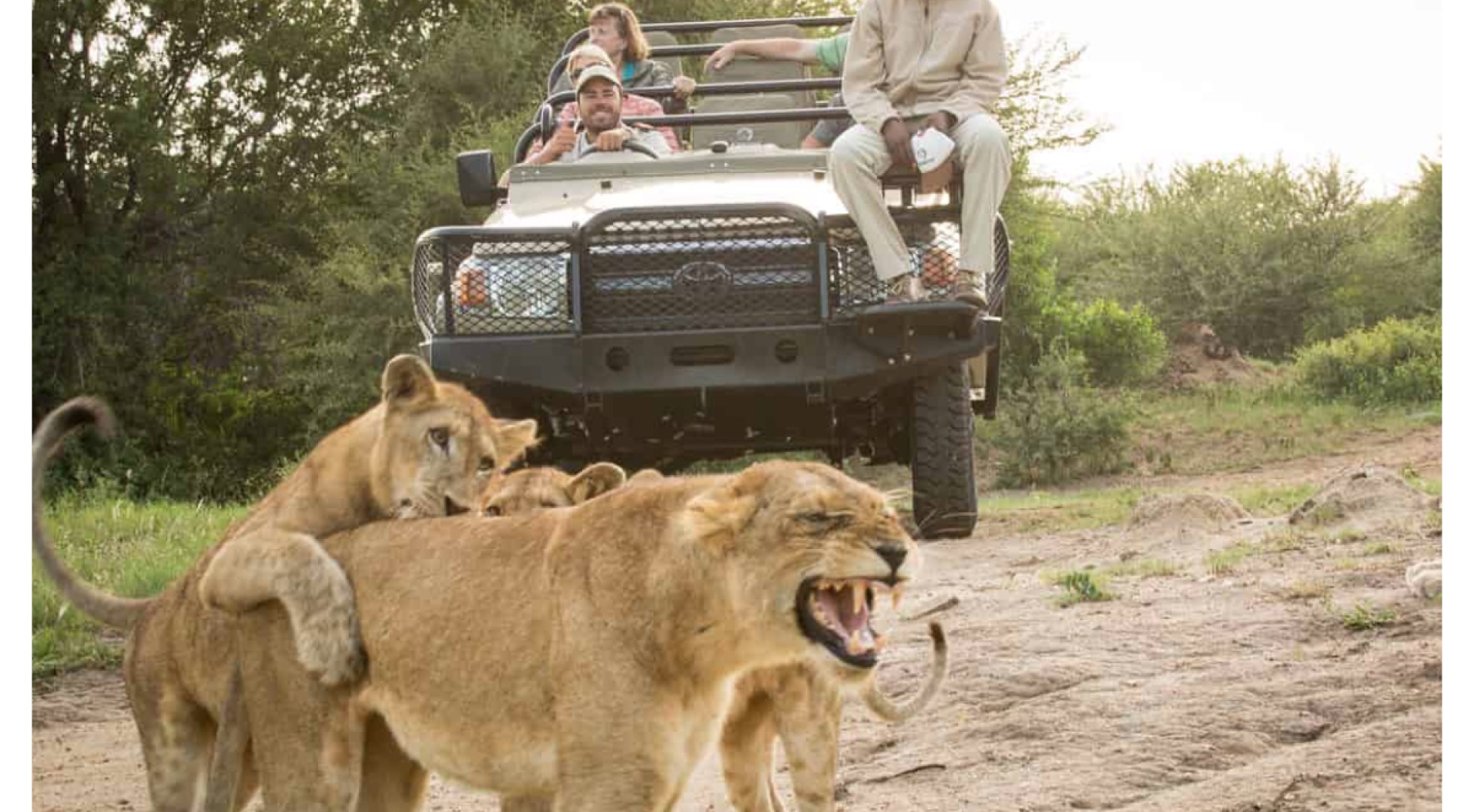 lions