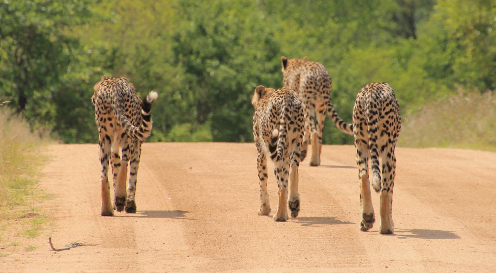 cheetah