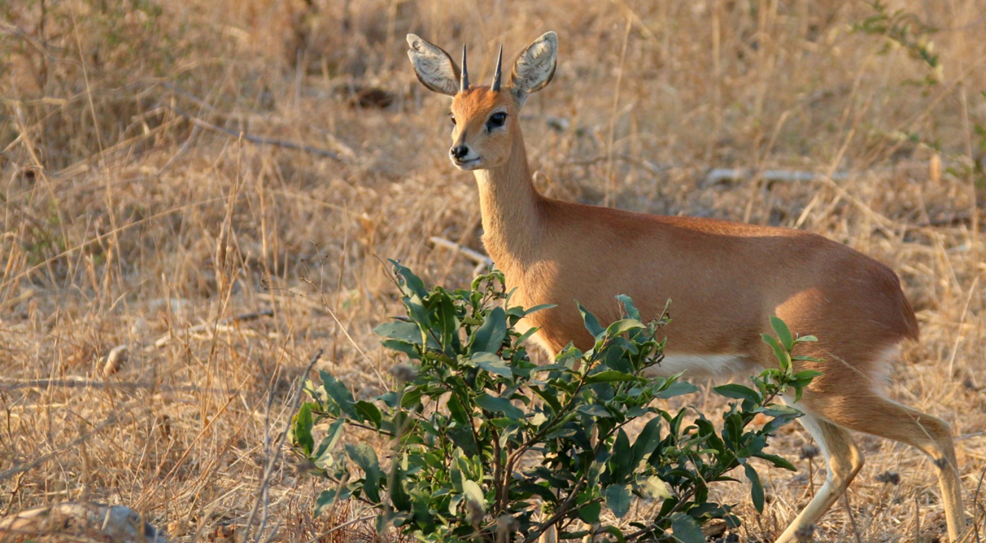 deer