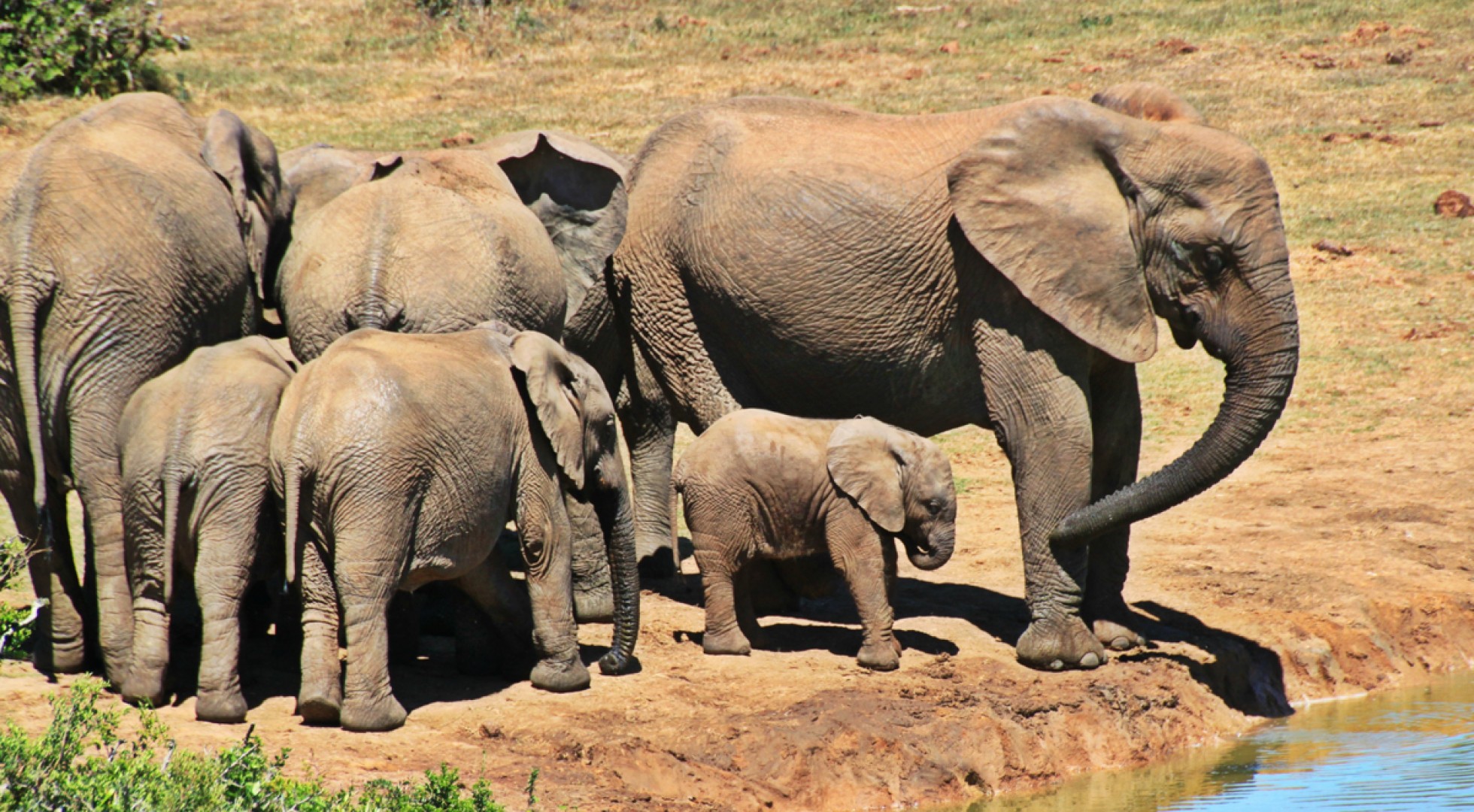 elephants