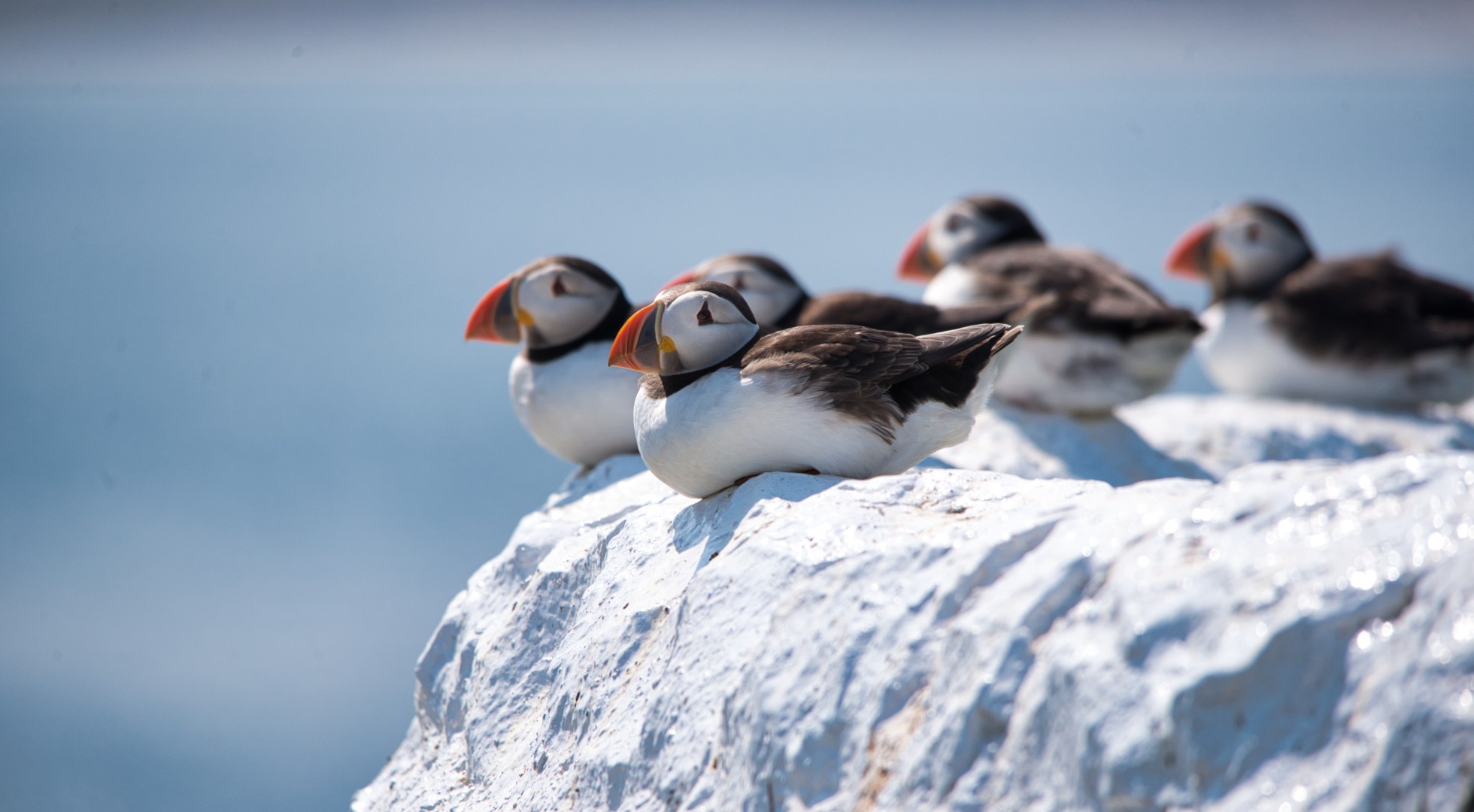 Puffins Sitting