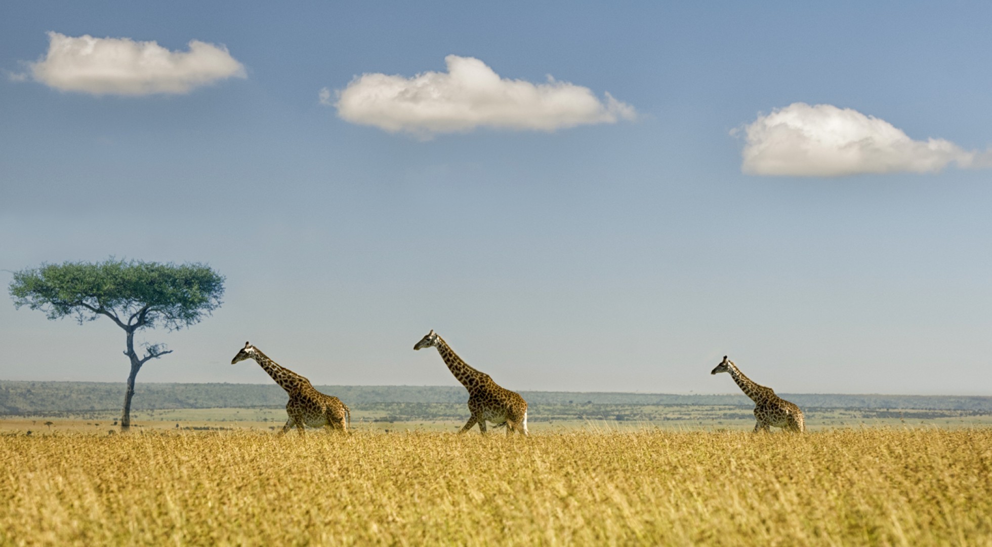 Giraffes