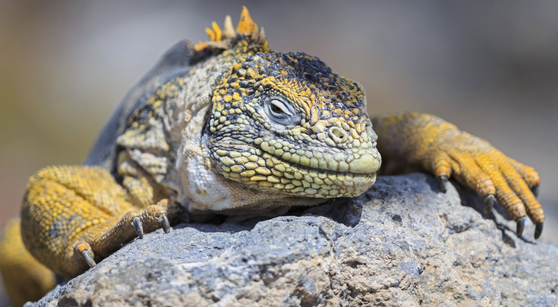 Iguana