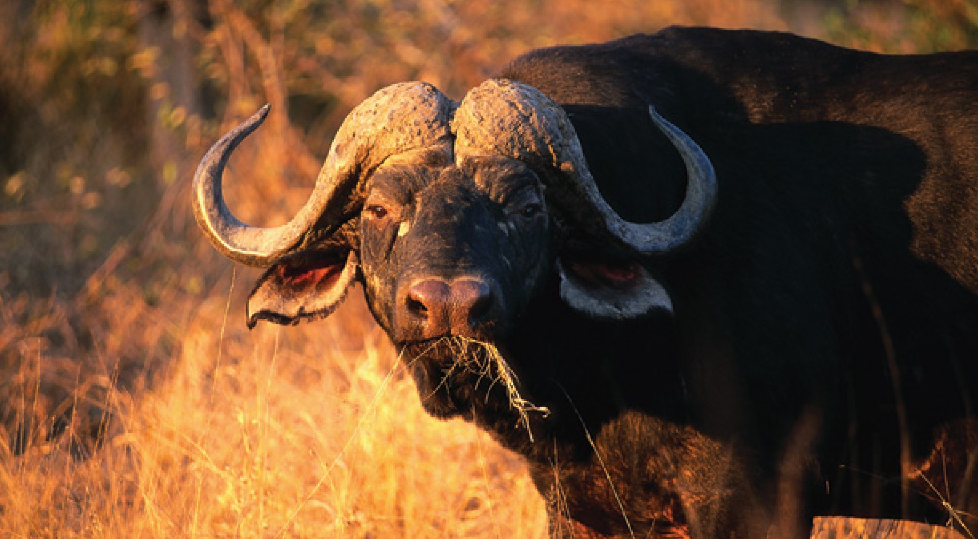 African Buffalo