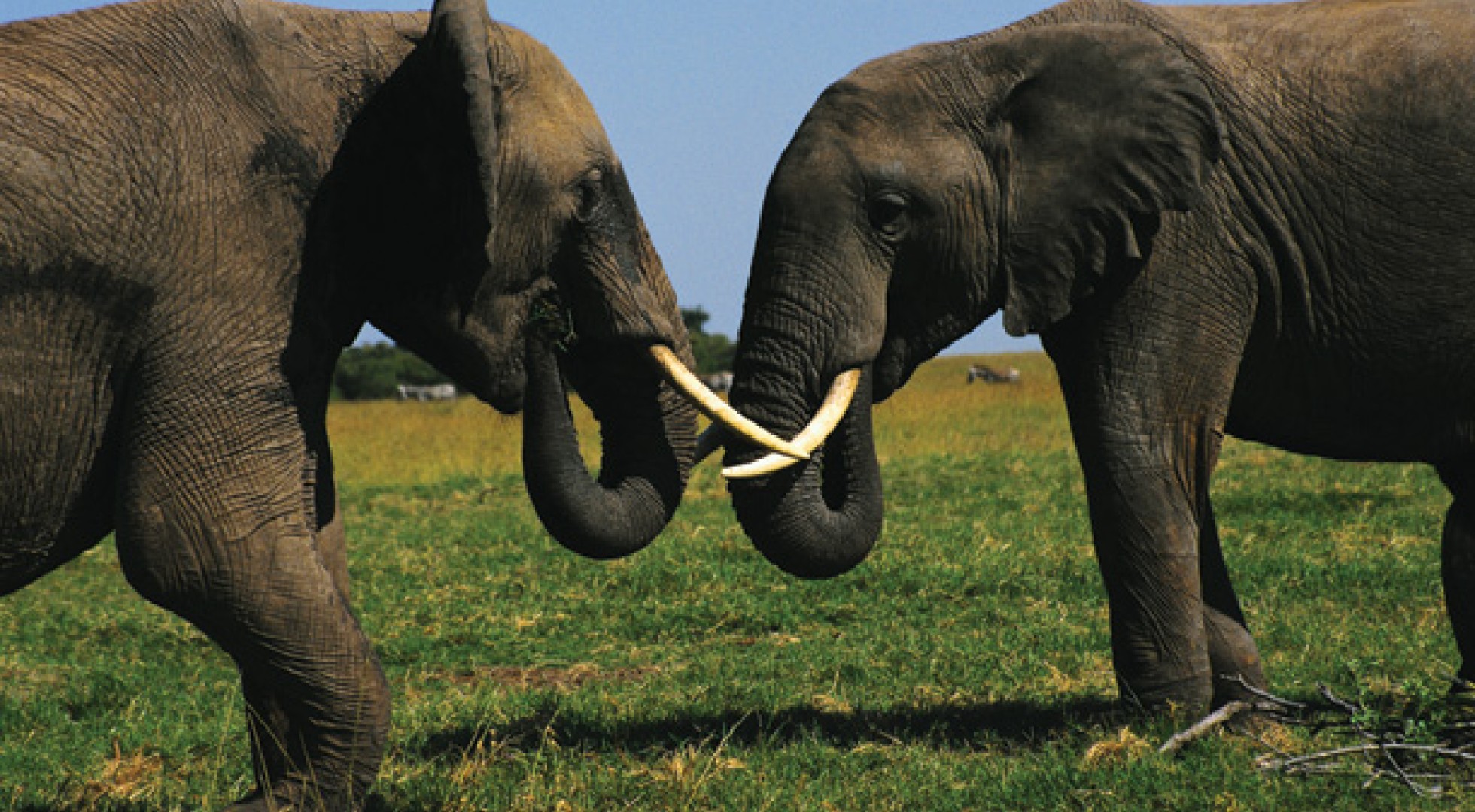 elephants