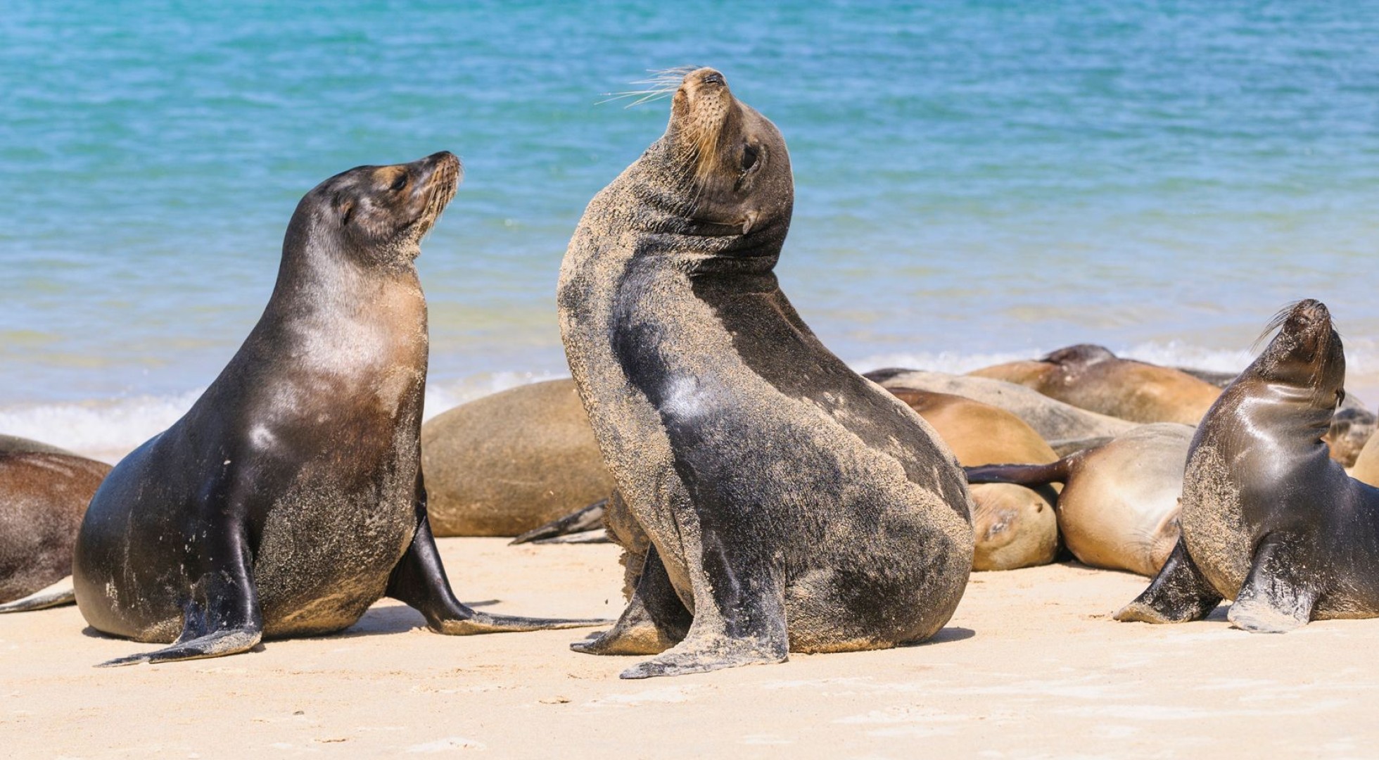galapagos seals