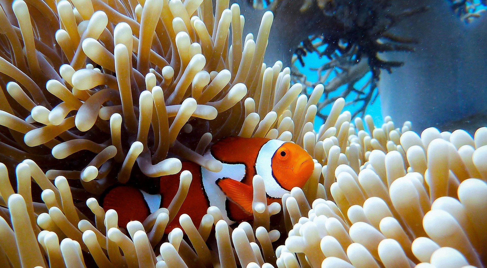 Great Barrier Reef