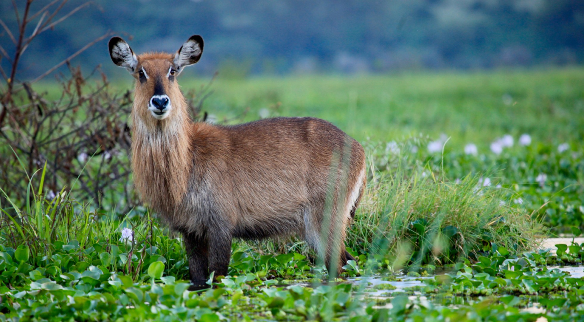 Wild game in Kenya