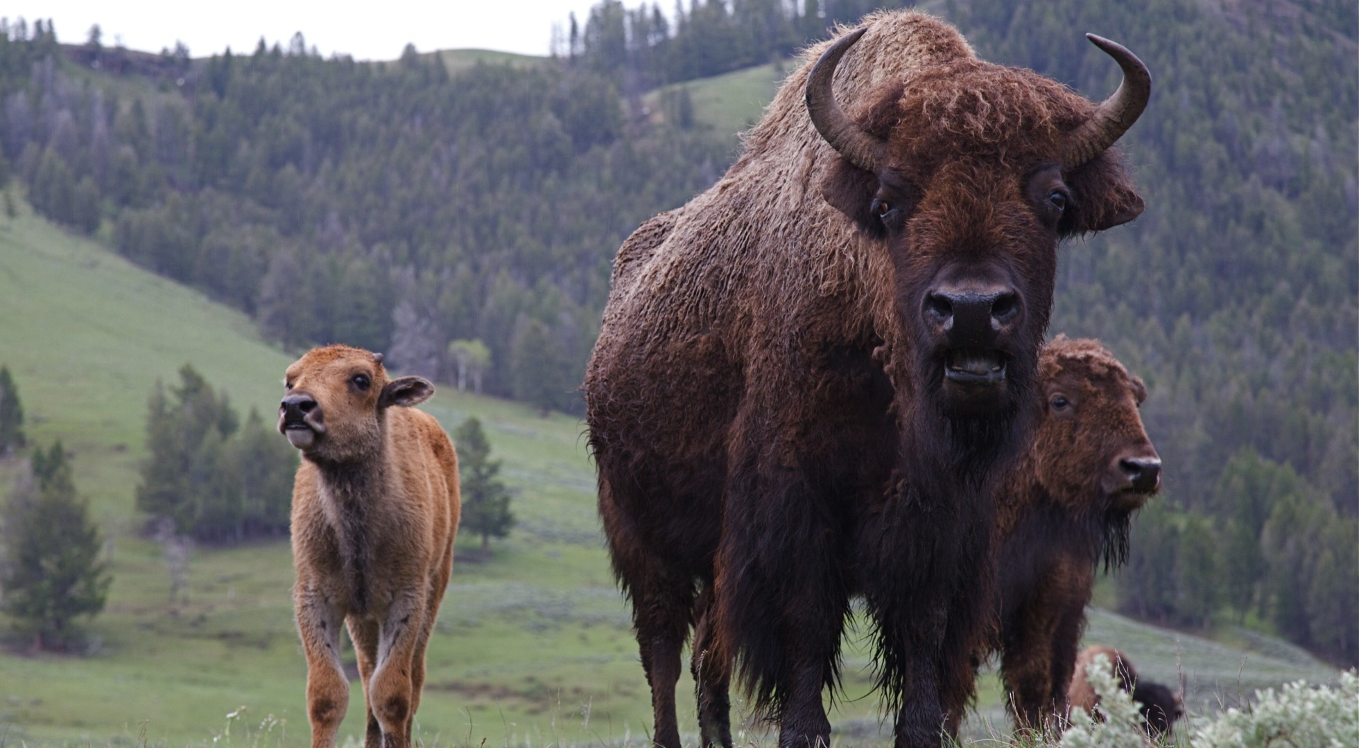Bison