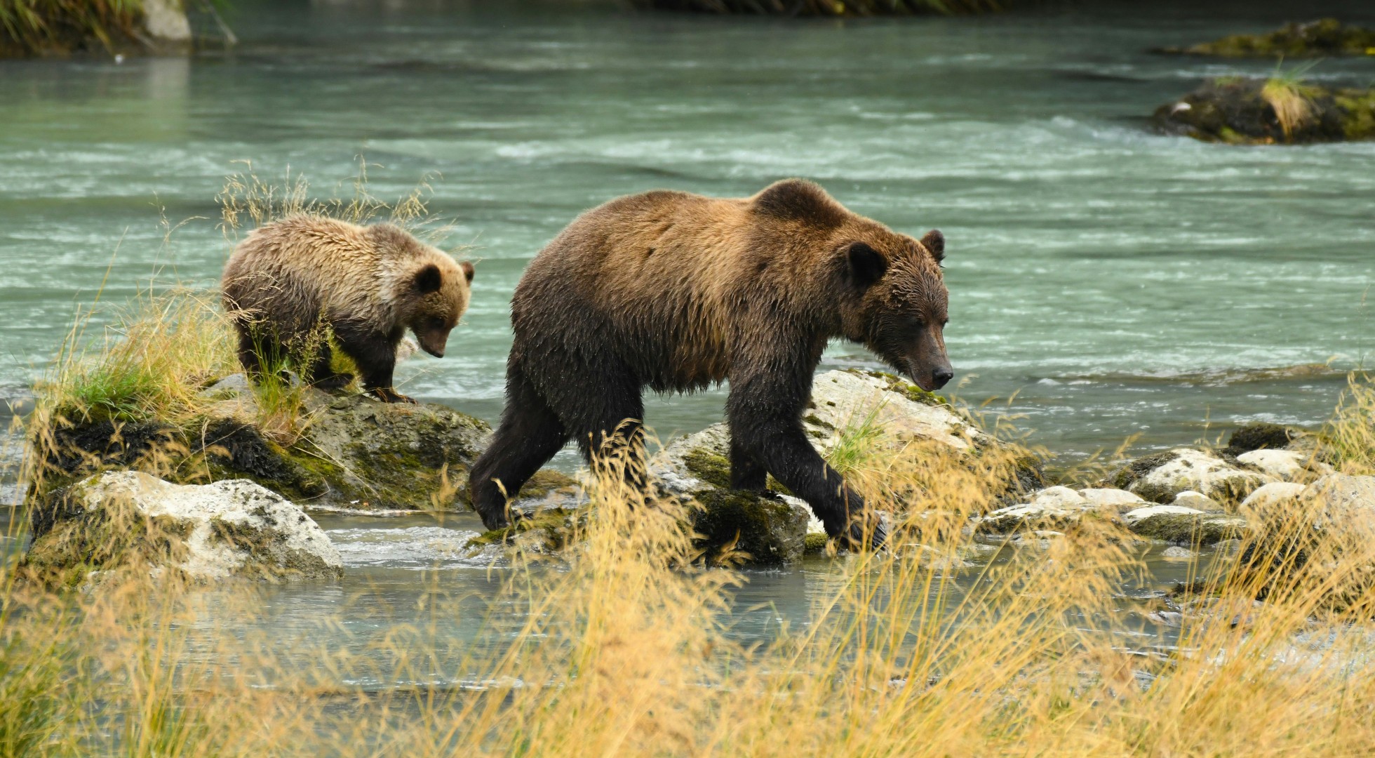 Mama bear and cub
