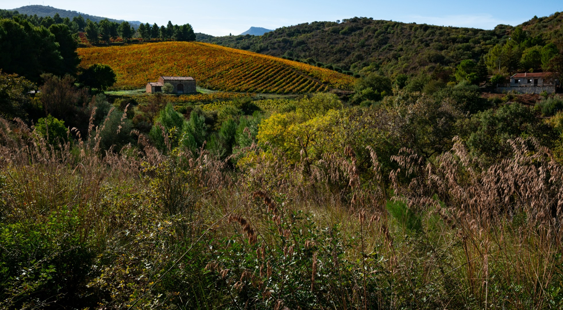 Vineyard in Sicily 