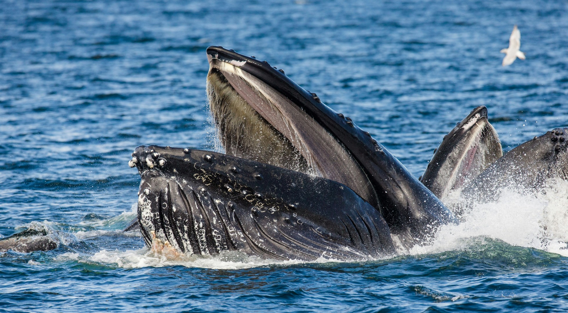 whale