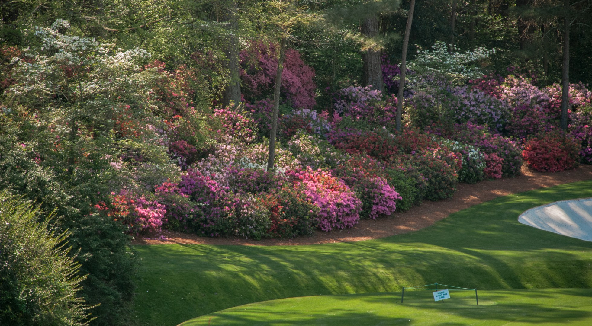 Rolling green at Augusta National Golf Club