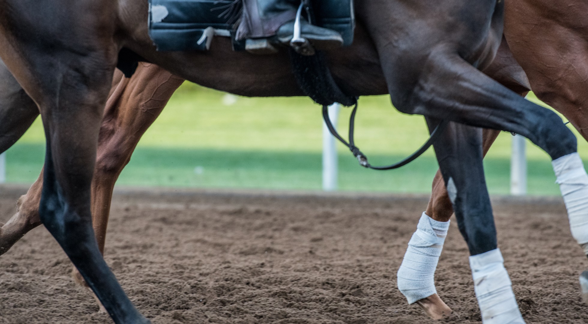 Horse close up