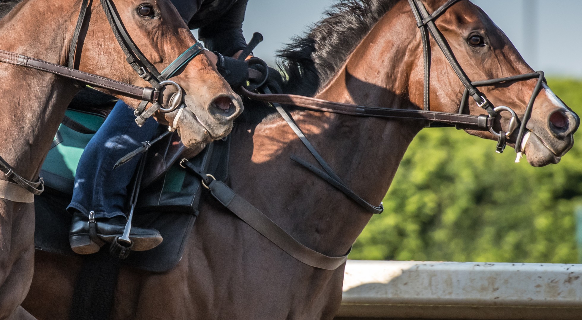 Horses in profile