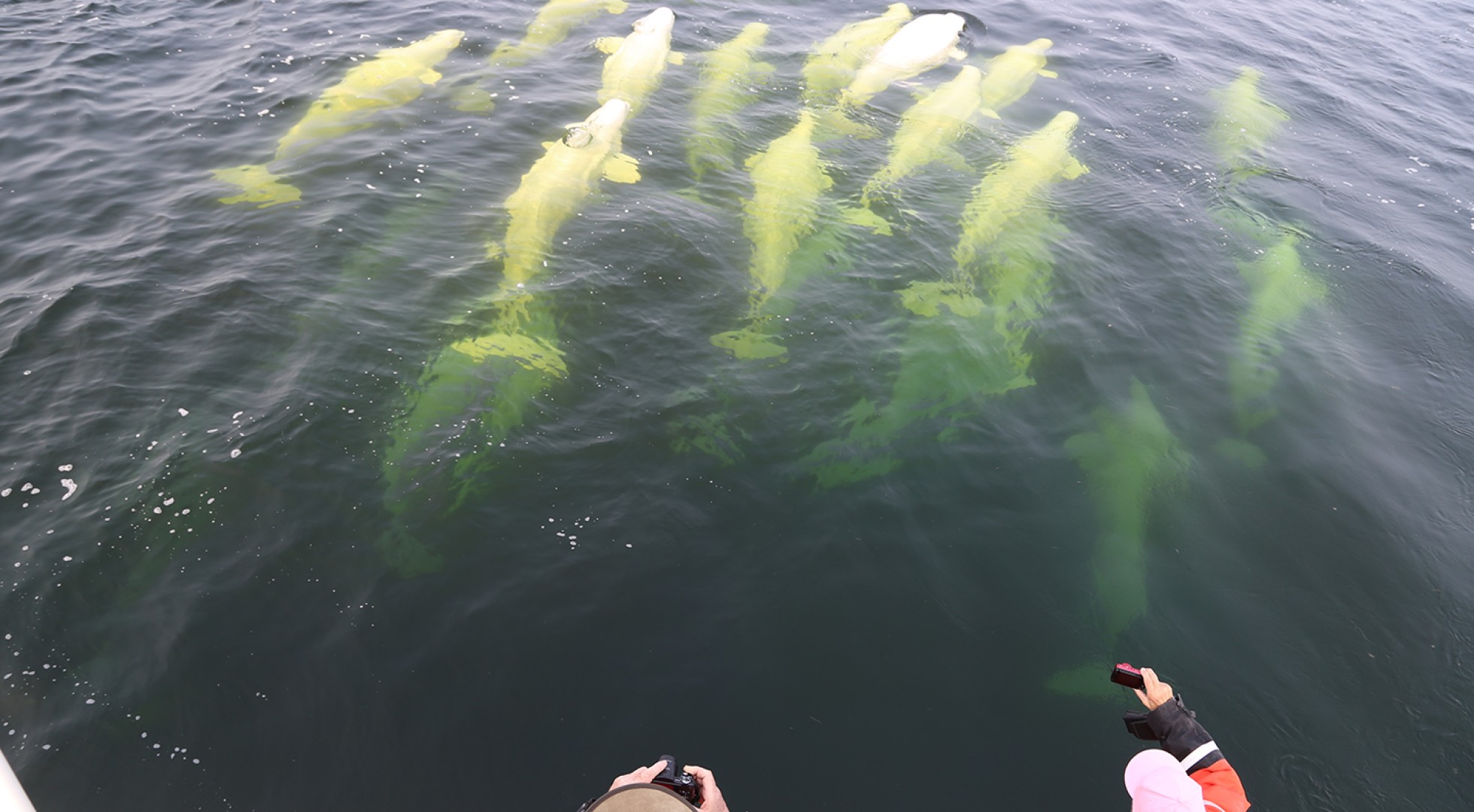 Whale off Sam Hearne