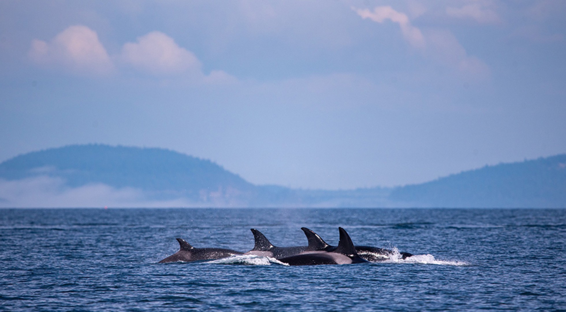 Whales breaching