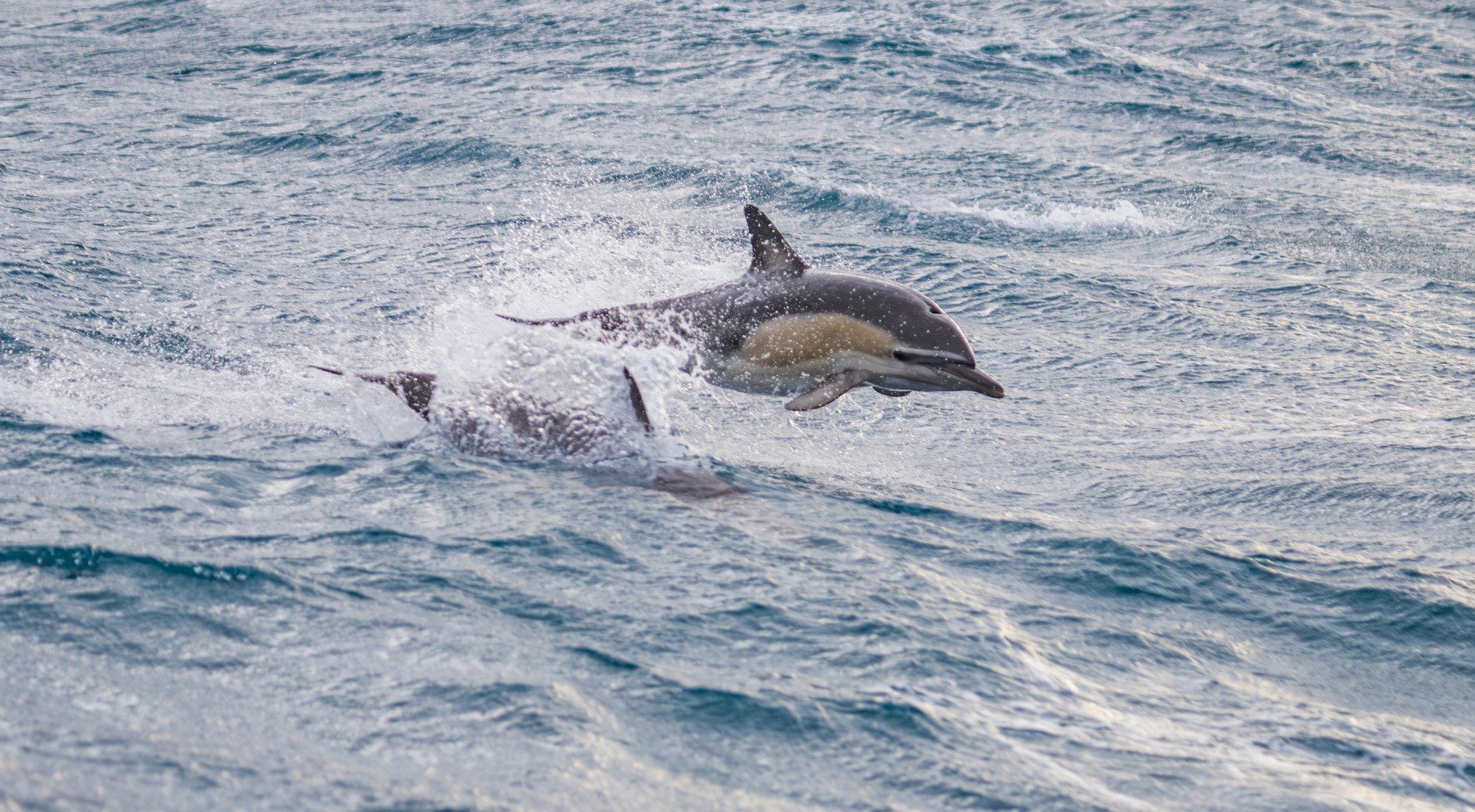 Dolphins