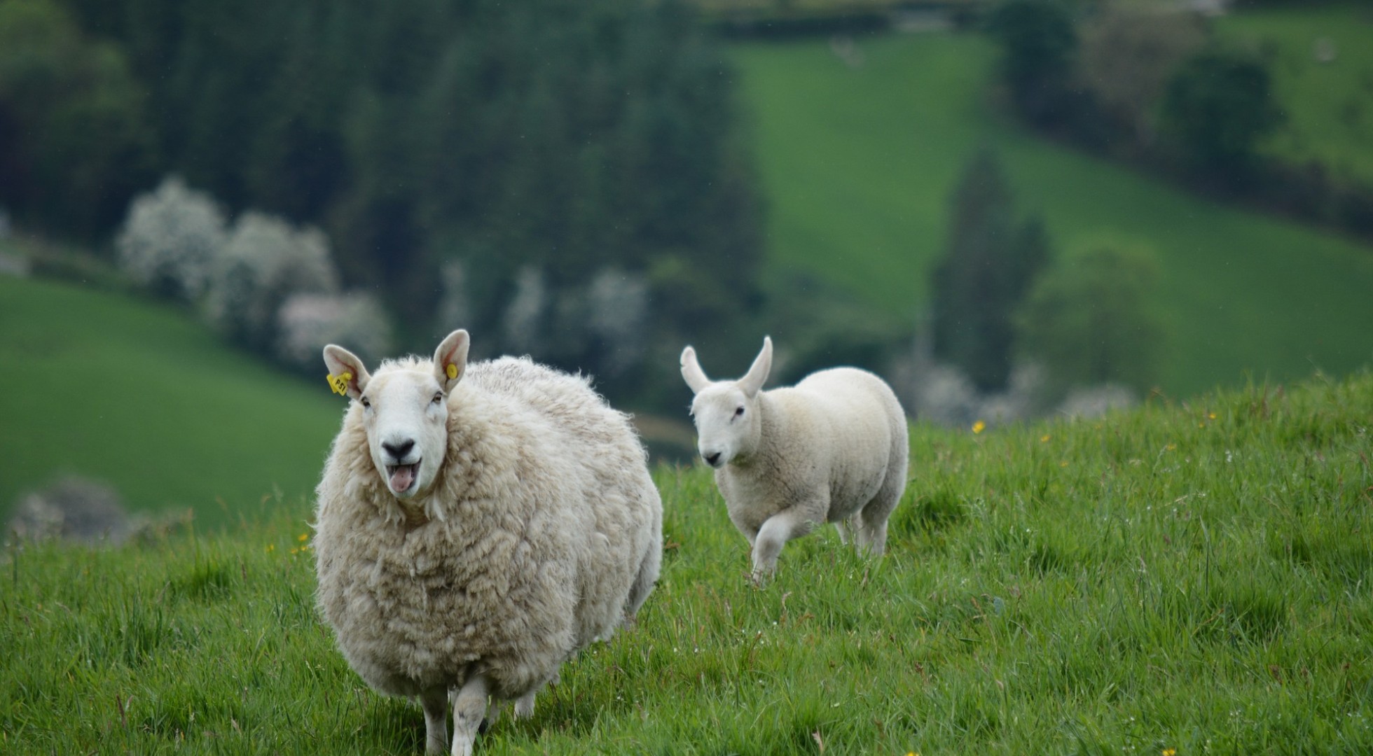 sheep