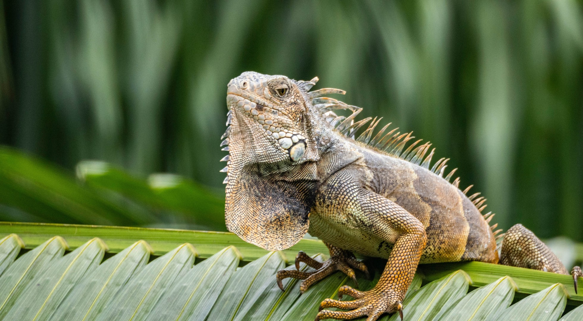 Ecuador Guayaquil